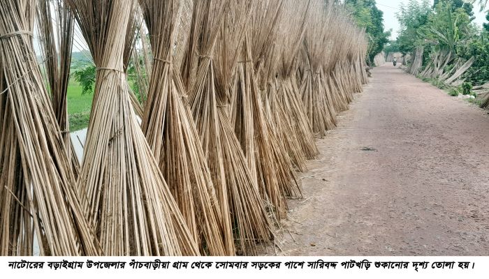 বড়াইগ্রামে কৃষকের কাছে পাটখড়ি গুরুত্বপূর্ণ কৃষি পণ্য হয়ে উঠছে