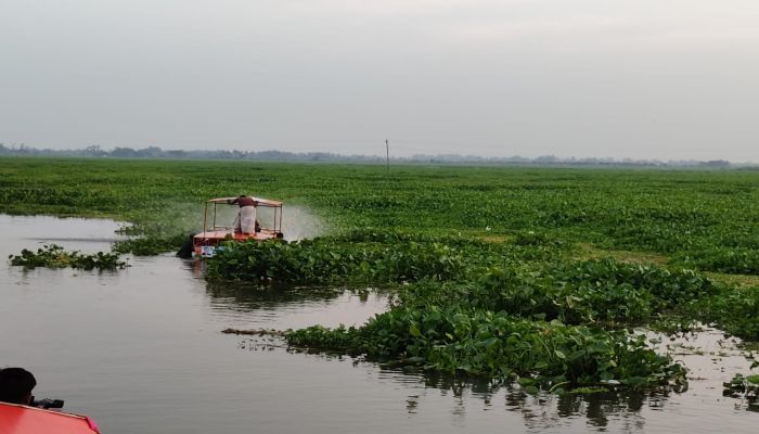 সিংড়ায় কৃষি জমিতে কচুরীপানা অপসারণ শুরু