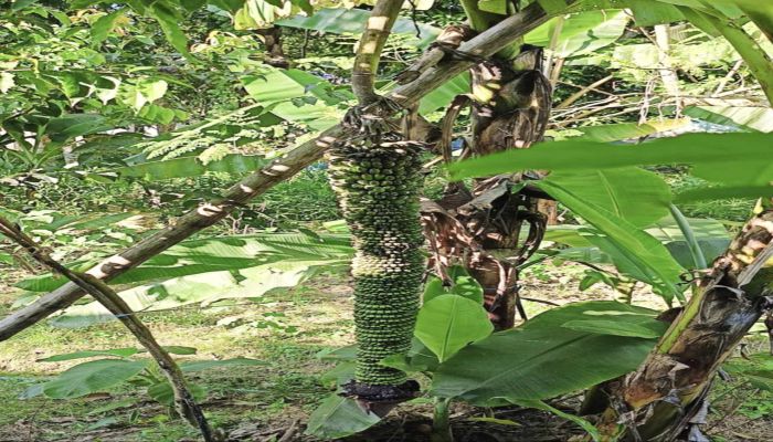 কমলগঞ্জে কলার কাঁদিতে হাজারের বেশি কলা