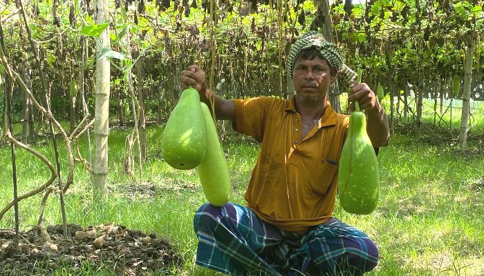 কমলগঞ্জে লাউ চাষে সফল ‘মজিদ বক্স’