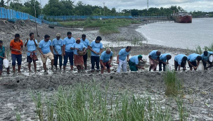 উপকূল রক্ষায় সবুজ উদ্যোগ: মালঞ্চ নদীর চরে চর বনায়ন কর্মসূচি