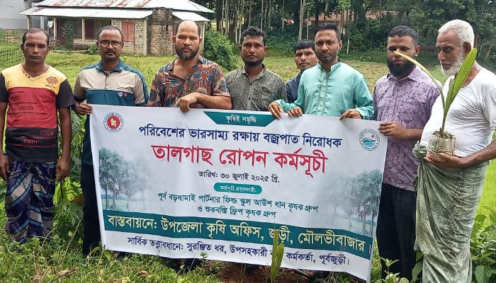 জুড়ীতে বজ্রপাত নিরোধক তালগাছ রোপণ কর্মসূচি