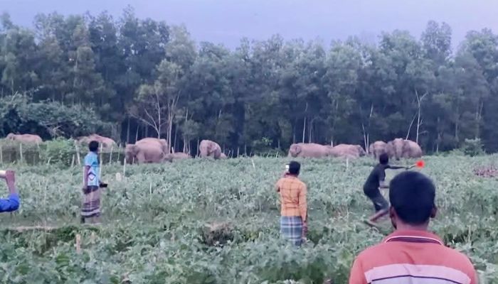 ফসলের ক্ষতি করে লোকালয়ে হাতির দল, উৎসুক মানুষের ভিড়