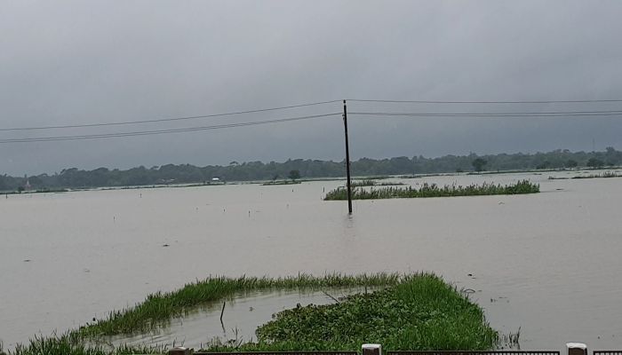ভারি বৃষ্টিতে তলিয়ে গেছে শতশত একর রোপা-আমণ