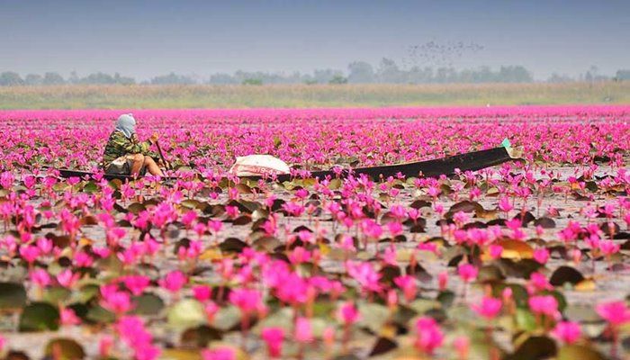 ঘুরে আসুন শাপলা বিলে