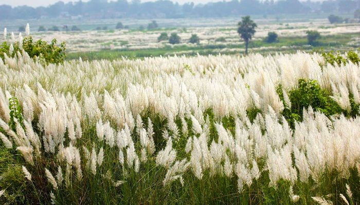 চরাঞ্চলে কাশফুলের ছোঁয়া 