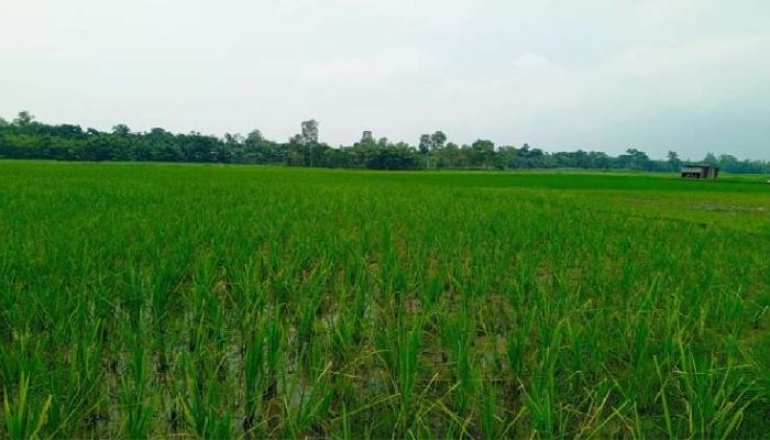 কৃত্রিম সার সংকট দিশেহারা কৃষক