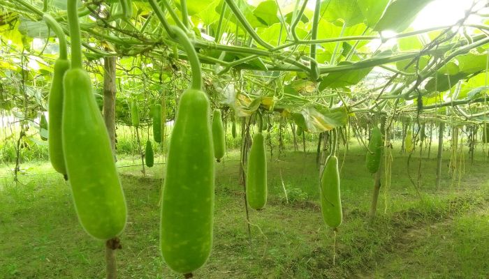 মাচায় লাউ চাষ করে সফল এমদাদ