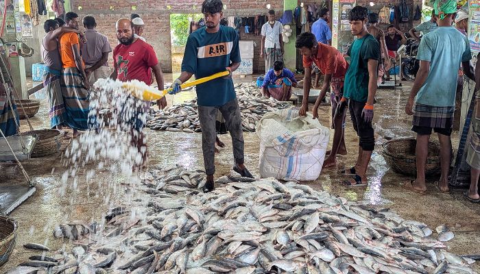 জাটকা শিকারে নিষেধাজ্ঞা মধ্যরাত থেকে শুরু হচ্ছে