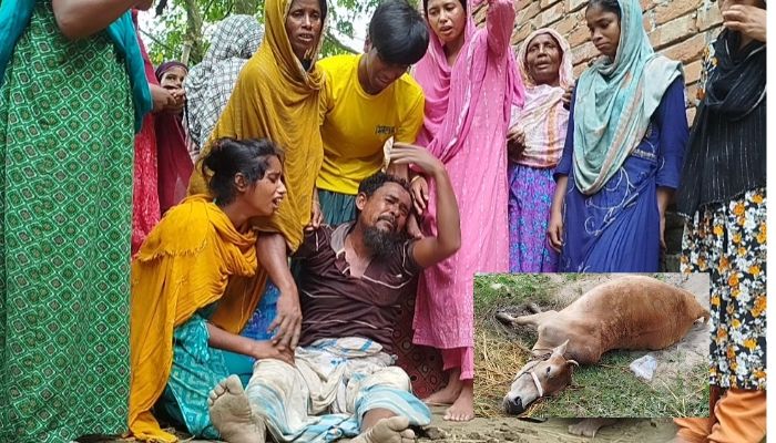 জামালপুরে ঘাস ও পানি খেয়ে ৪ গরু মৃত্যু