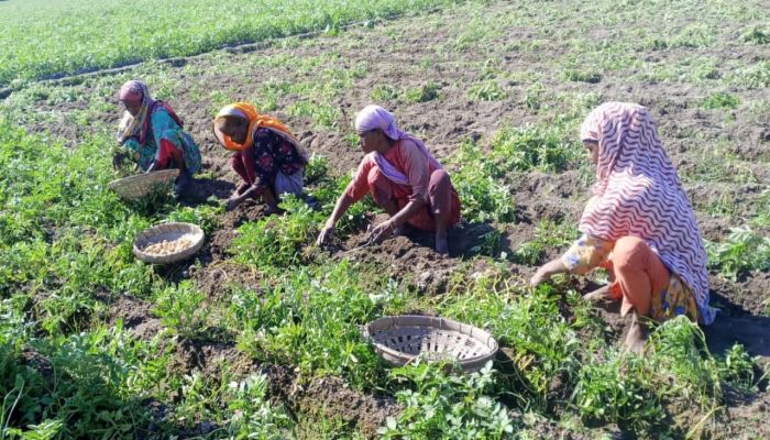 নীলফামারীতে আগাম আলু উত্তোলন শুরু