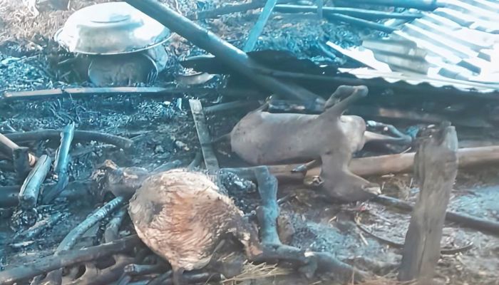 হোমনায় মধ্যরাতে আগুনে অঙ্গার গবাদি পশুসহ ২টি ঘর