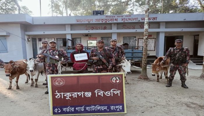 ডিমলায় ৪টি ভারতীয় গরুসহ আটক ১,থানায় বিজিবির মামলা