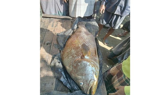 সেন্টমার্টিনে সোনালী পোয়া, দাম  ৫ লাখ