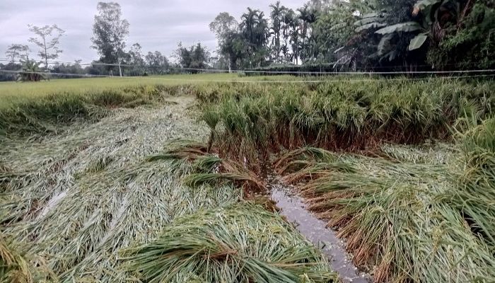 নিম্নচাপের প্রভাবে ফসলের ব্যাপক ক্ষতির আশঙ্কা