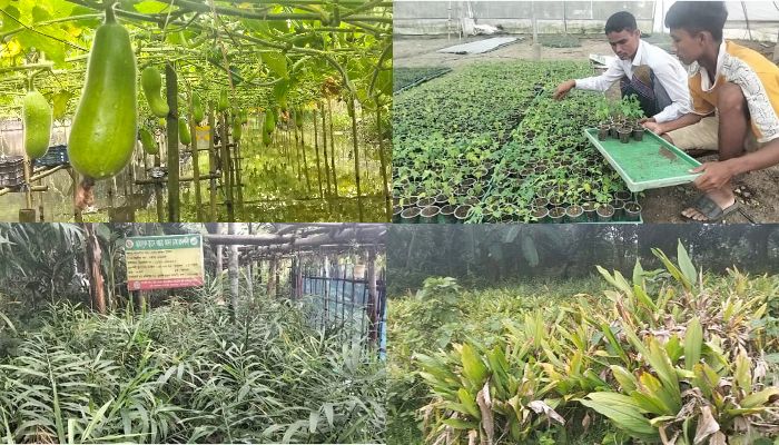 পতিত জমিতে মাচা পদ্ধতিতে সবজি চাষ 