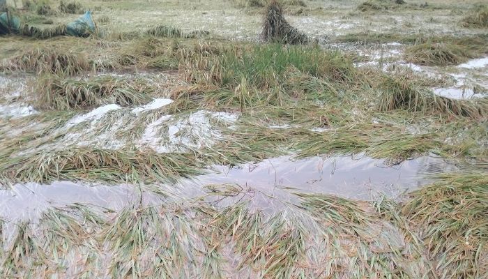 আমন ও রবিশস্যের ব্যাপক ক্ষতিতে দিশেহারা কৃষক