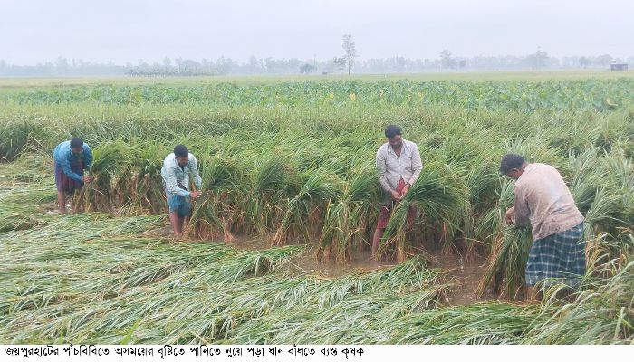 অসময়ের বৃষ্টিতে ফসলের ব্যাপক ক্ষতি
