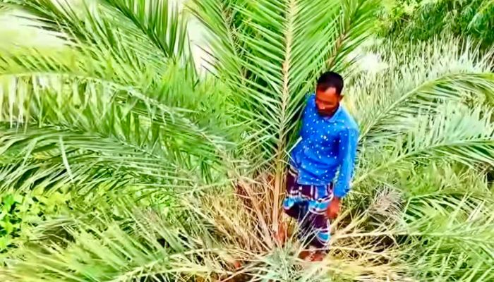 ফুটবল খেলা দেখতে খেজুর গাছের মাথায় দর্শক