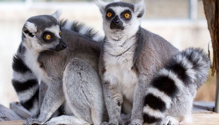 চুরি হচ্ছে বিরল প্রাণী, পাচার হচ্ছে প্রতিবেশী দেশে