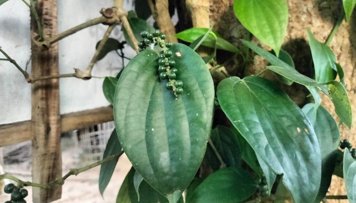 বসত বাড়িতে গোলমরিচ চাষ 
