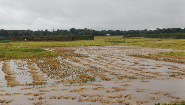 বৃষ্টিতে সাড়ে ১০ কোটি টাকার ফসল নষ্ট