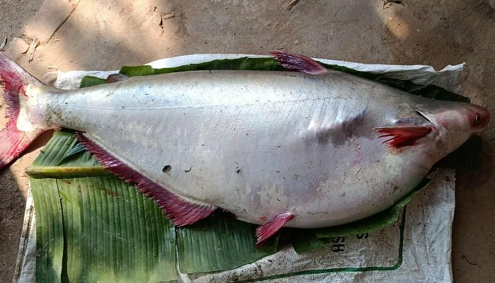 পায়রা নদীতে ১৮ কেজি ওজনের পাঙ্গাস মাছ