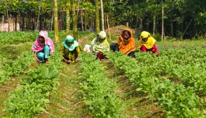 আলুর বাজারে ধস: কৃষক-ব্যবসায়ীদের চরম ক্ষতি