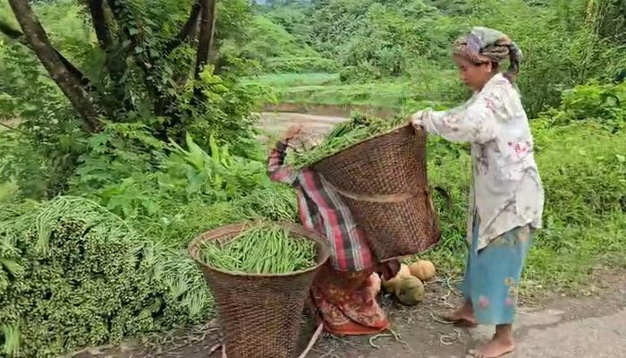 পাহাড়ি পথের পরিশ্রম: জীবিকার টানে শাক সংগ্রহ 