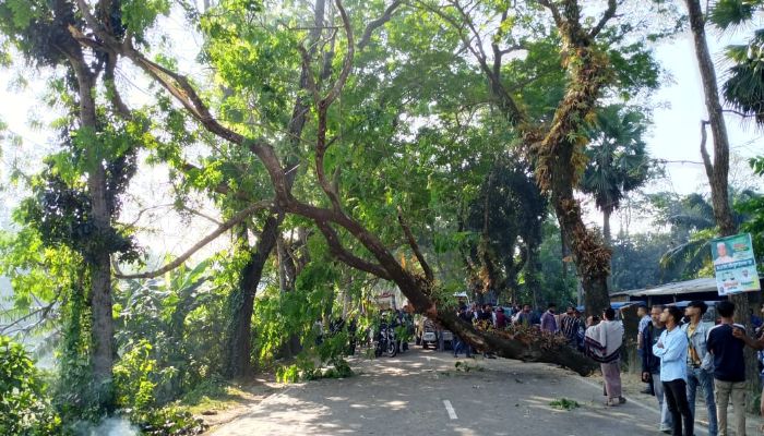 গাছ কেটে অবরোধ দুর্বৃত্তদের