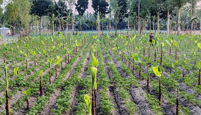 সাগর কলা চাষে নতুন আশার আলো 