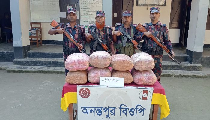 বিজিবির অভিযানে গাঁজা উদ্ধার 