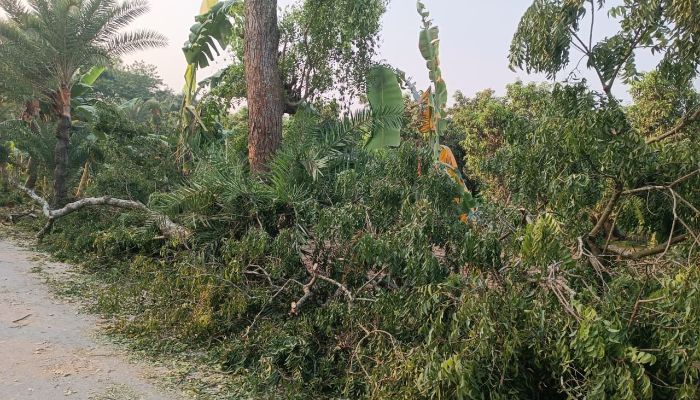 জীবননগরে বিএনপি নেতার বিরুদ্ধে সরকারি গাছ কেটে নেওয়ার অভিযোগ