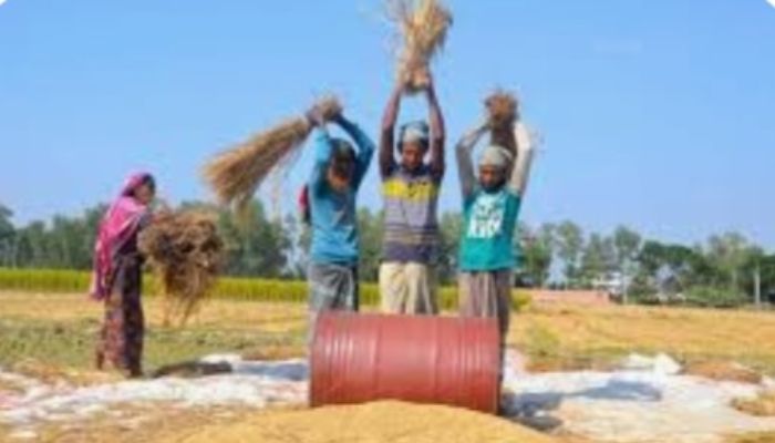 রাজশাহী অঞ্চলে আমনের বাম্পার ফলন