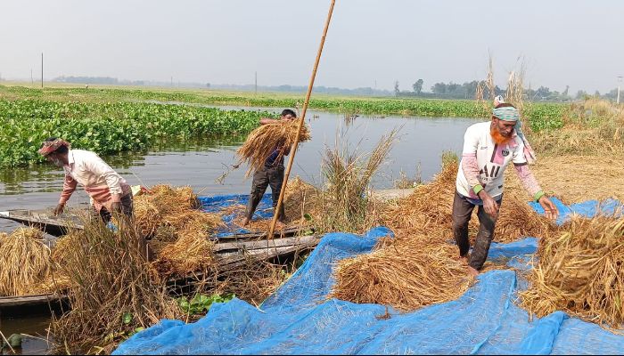 চলনবিলে নৌকায় কাটছেন আমন ধান