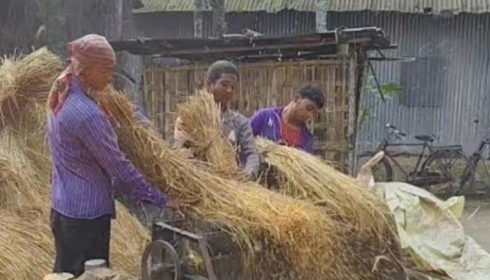ধানের দামে অস্থিরতা, কৃষকেরা ন্যায্য মূল্য থেকে বঞ্চিত