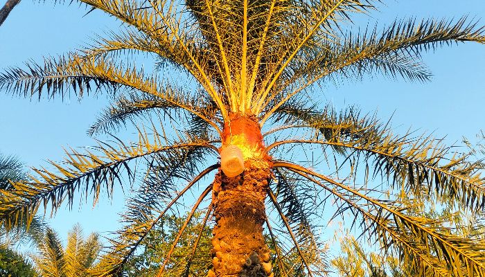 প্লাস্টিক বোতলে খেজুর রস