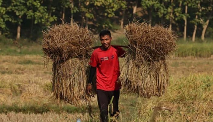 পাহাড় জুড়ে নবান্নের উৎসব: আমন ধান কেটে ঘরে তোলার আনন্দ   