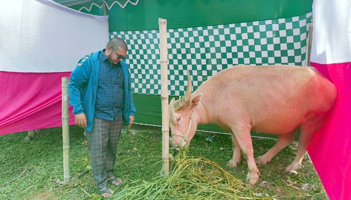 গরুর খামারে সফল উদ্যোক্তা “মুঈদ আশিক চিশতী”