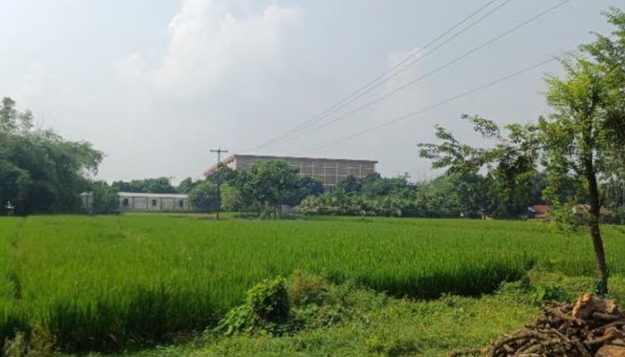 কমছে ফসলি জমি, শহরমুখী হচ্ছে কৃষক