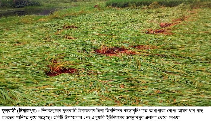 অতিবৃষ্টিপাতে আমন ধান ক্ষতিগ্রস্থ