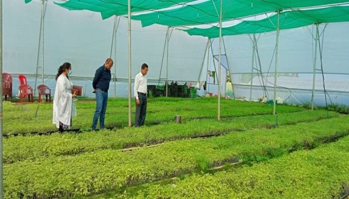 সিংগাইরে পলি শেড বিপ্লব: সবজি চারা উৎপাদনে স্বাবলম্বী কৃষক