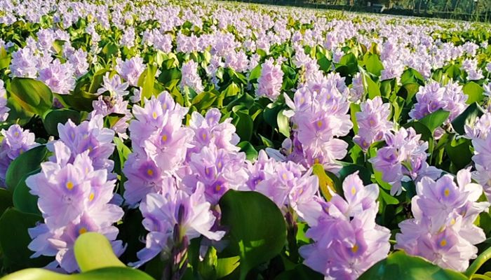 মুগ্ধতা ছড়াচ্ছে কুচুরিপানা ফুল 