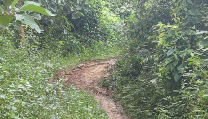 রুমার পাইন্দু হেডম্যান পাড়ার রাস্তা: বাজেট–টেন্ডার শেষ, ওয়ার্ক অর্ডারও হয়েছে; তবুও কাজ শুরু হয়নি! জনদুর্ভোগে হাজারো মানুষ