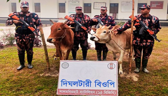 সীমান্তে বিজিবির বিশেষ অভিযানে ভারতীয় গরু, জিরা ও চিনি জব্দ