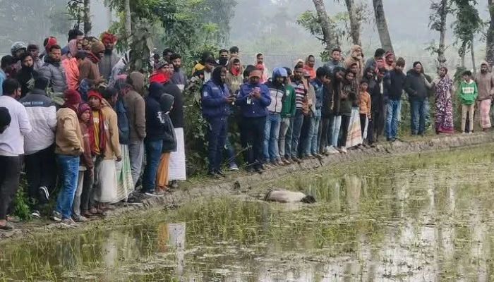 ঈশ্বরদীতে ধানক্ষেত থেকে যুবকের মরদেহ উদ্ধার
