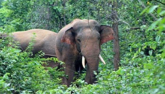 কাপ্তাইয়ে বন্যহাতির আক্রমনে মানসিক ভারসাম্যহীন নারীর মৃত্যু