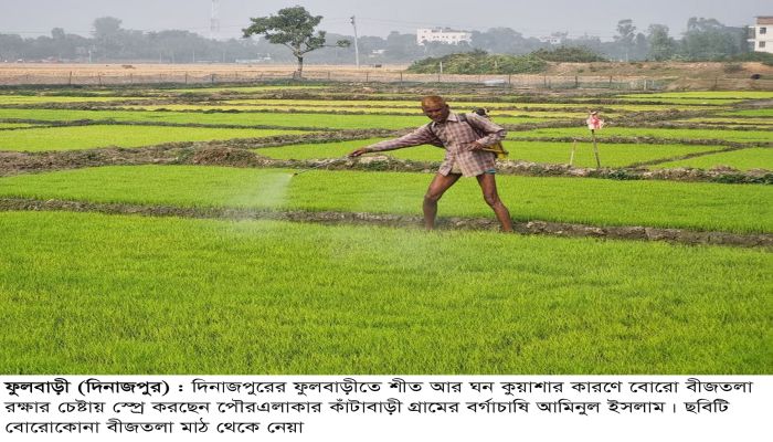 ফুলবাড়ীতে শীত ও ঘন কুয়াশায় বোরো বীজতরা নিযে দুশ্চিন্তায কৃষক