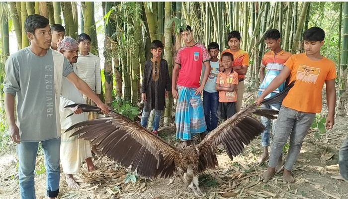 ফুলবাড়ীতে বিলুপ্ত প্রায় প্রজাতির শকুন উদ্ধার