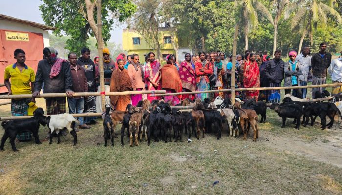 সিংড়ায় ক্ষুদ্র নৃগোষ্ঠীর মাঝে ছাগল বিতরণ 